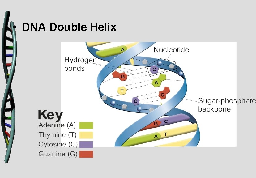  • DNA Double Helix 