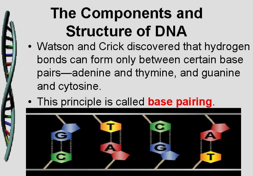 The Components and Structure of DNA • Watson and Crick discovered that hydrogen bonds