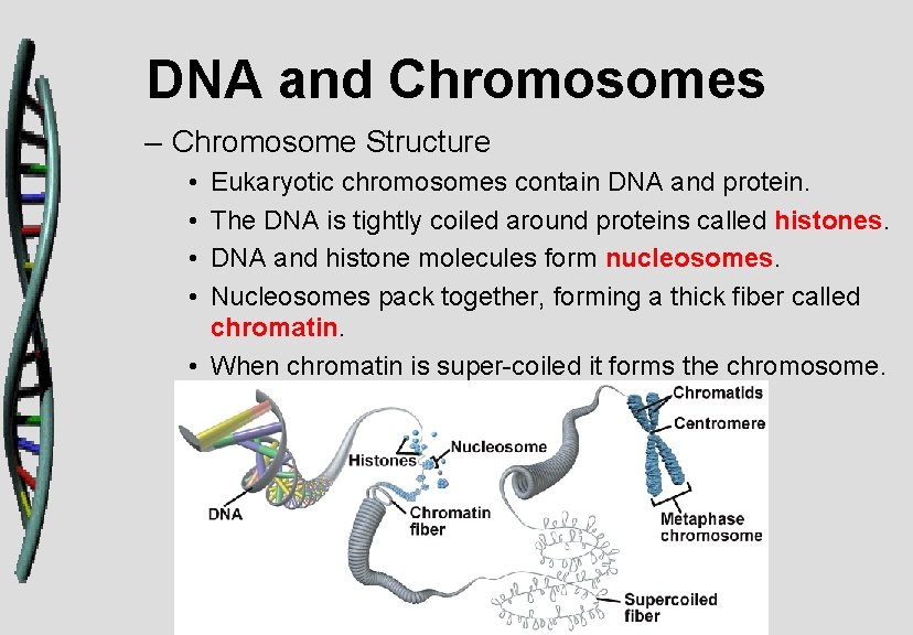 DNA and Chromosomes – Chromosome Structure • • Eukaryotic chromosomes contain DNA and protein.