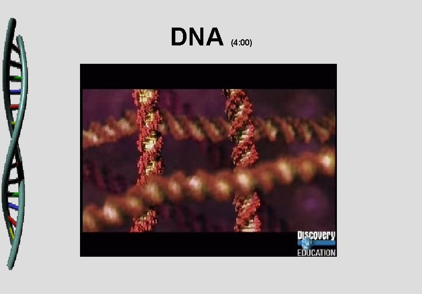 DNA (4: 00) 