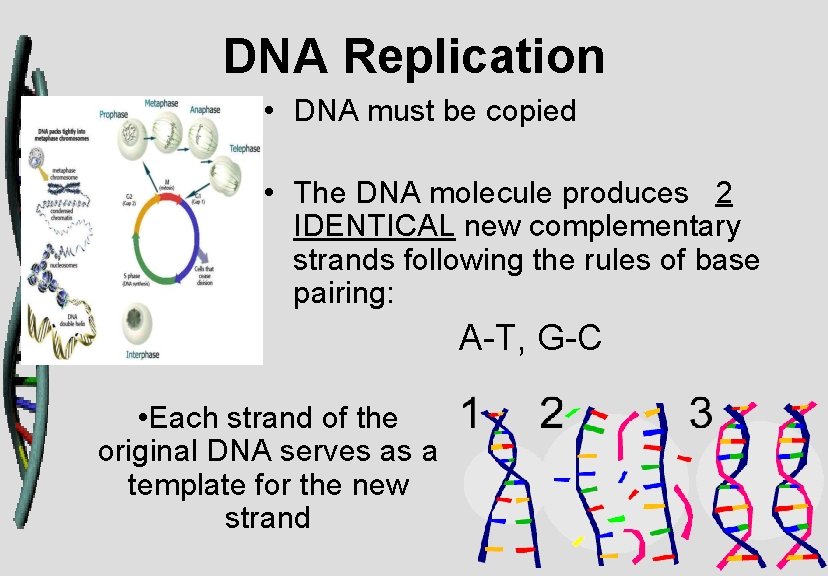 DNA Replication • DNA must be copied • The DNA molecule produces 2 IDENTICAL