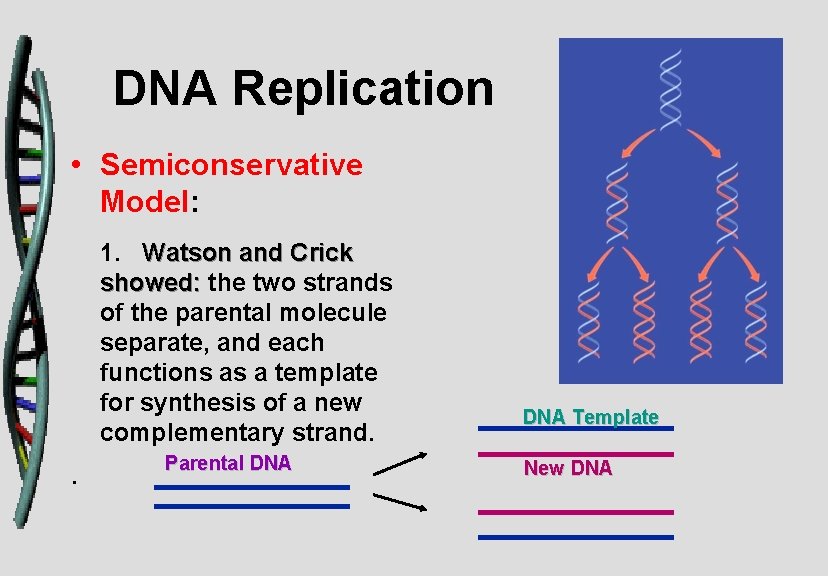 DNA Replication • Semiconservative Model: 1. Watson and Crick showed: the two strands of
