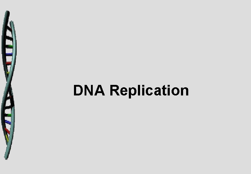 DNA Replication 