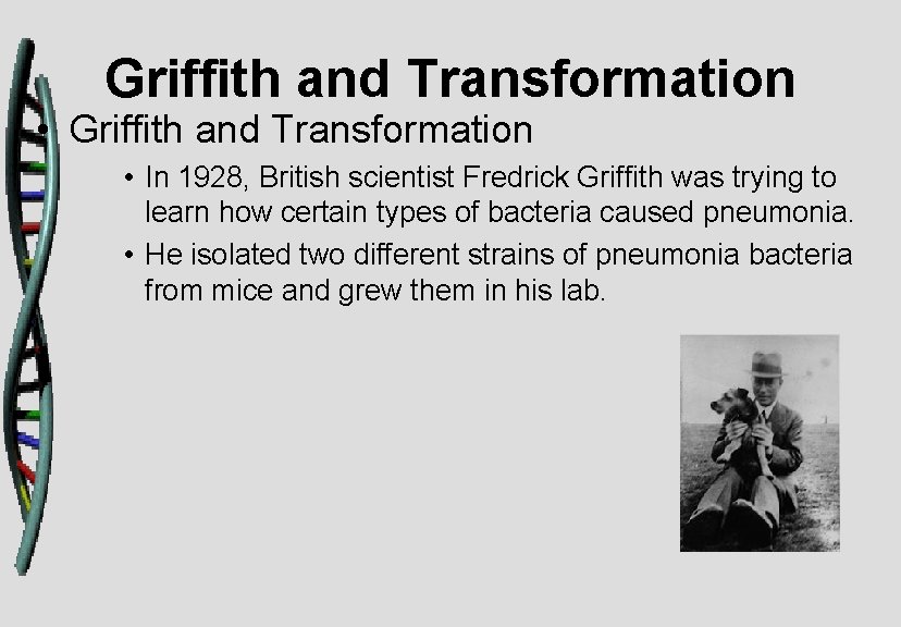 Griffith and Transformation • In 1928, British scientist Fredrick Griffith was trying to learn