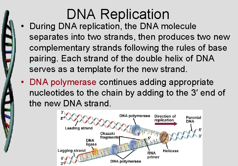 DNA Replication • During DNA replication, the DNA molecule separates into two strands, then