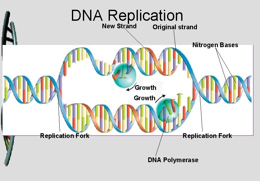 DNA Replication New Strand Original strand Nitrogen Bases Growth Replication Fork DNA Polymerase 