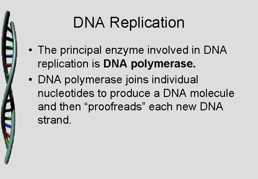 DNA Replication • The principal enzyme involved in DNA replication is DNA polymerase. •