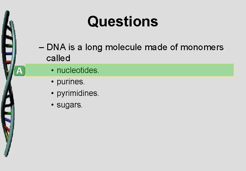 Questions – DNA is a long molecule made of monomers called • • nucleotides.