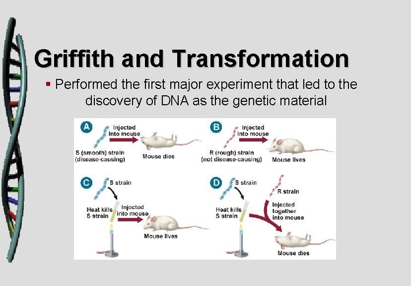 Griffith and Transformation § Performed the first major experiment that led to the discovery