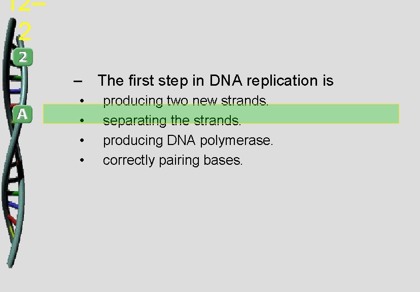 12– 2 – The first step in DNA replication is • • producing two