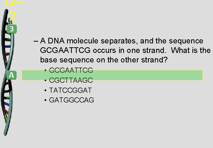 12– 2 – A DNA molecule separates, and the sequence GCGAATTCG occurs in one