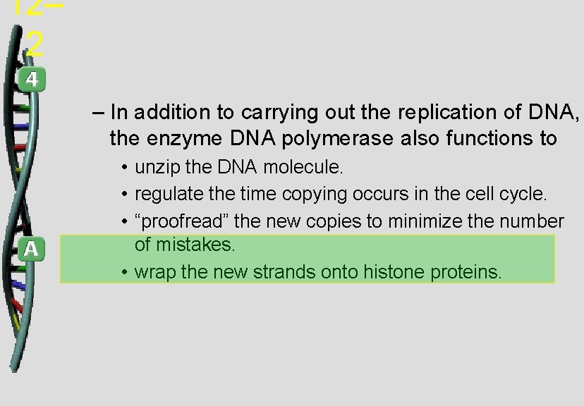12– 2 – In addition to carrying out the replication of DNA, the enzyme