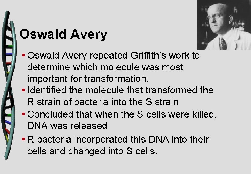 Oswald Avery § Oswald Avery repeated Griffith’s work to determine which molecule was most