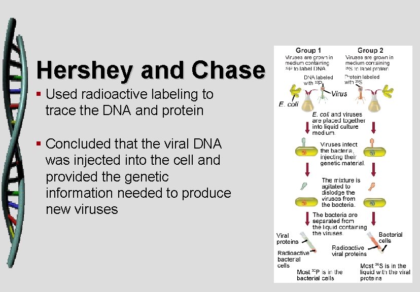 Hershey and Chase § Used radioactive labeling to trace the DNA and protein §