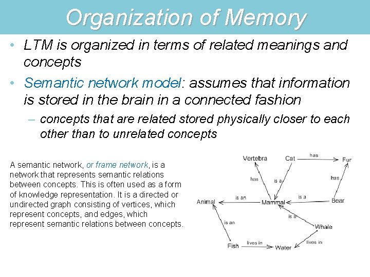 Organization of Memory • LTM is organized in terms of related meanings and concepts