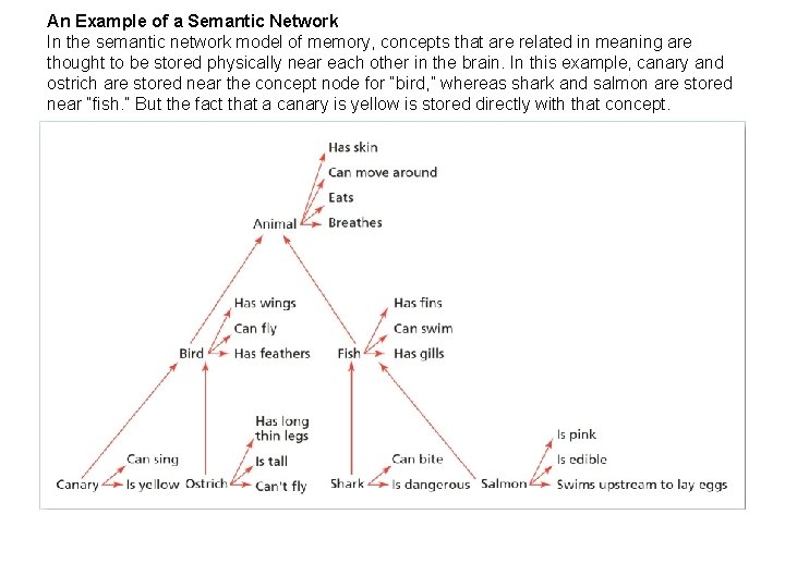 An Example of a Semantic Network In the semantic network model of memory, concepts