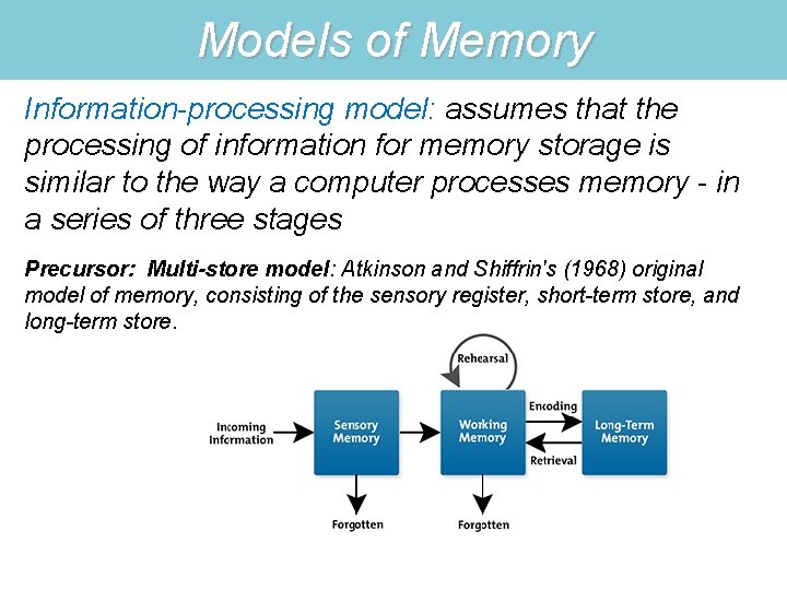 Models of Memory Information-processing model: assumes that the processing of information for memory storage