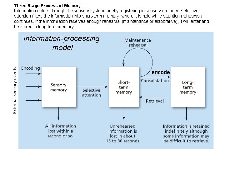 Three-Stage Process of Memory Information enters through the sensory system, briefly registering in sensory