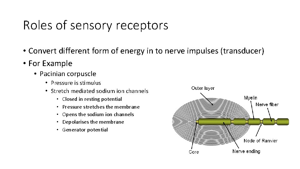 Roles of sensory receptors • Convert different form of energy in to nerve impulses