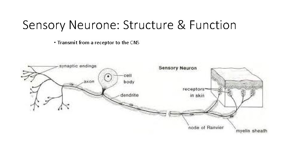 Sensory Neurone: Structure & Function • Transmit from a receptor to the CNS 