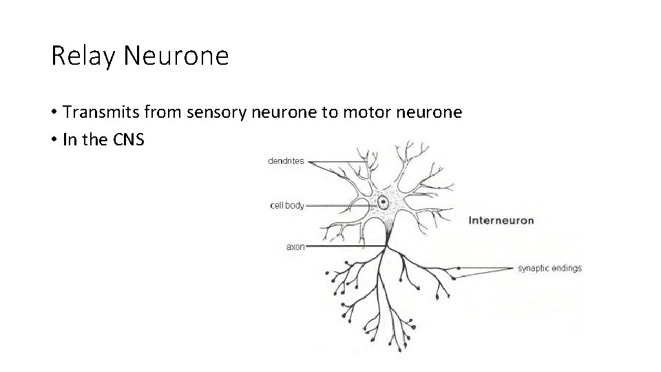 Relay Neurone • Transmits from sensory neurone to motor neurone • In the CNS