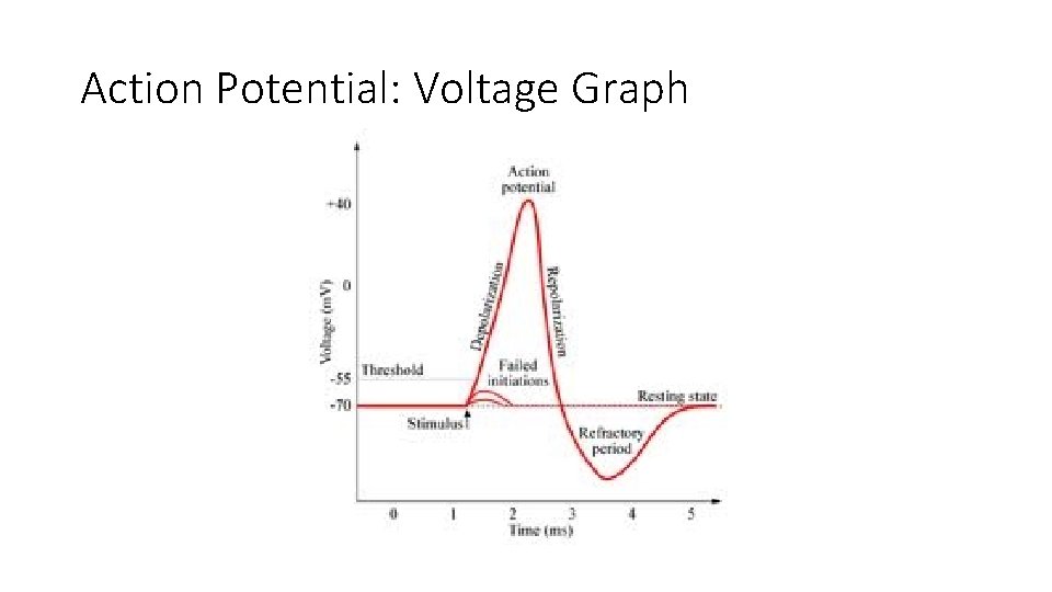 Action Potential: Voltage Graph 