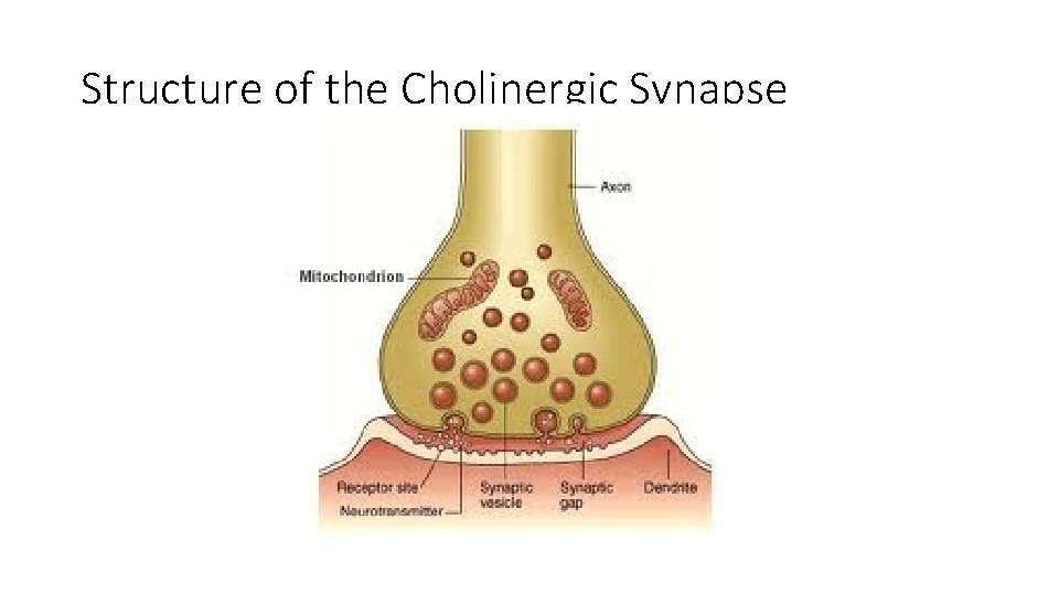 Structure of the Cholinergic Synapse 