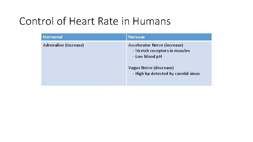 Control of Heart Rate in Humans Hormonal Nervous Adrenaline (increase) Accelerator Nerve (increase) -