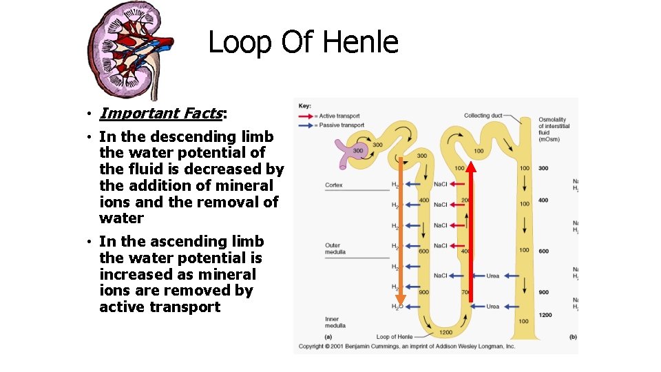 Loop Of Henle • Important Facts: • In the descending limb the water potential