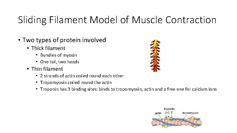 Sliding Filament Model of Muscle Contraction • Two types of protein involved • Thick