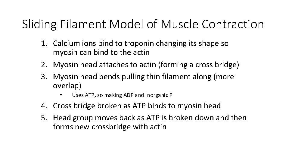 Sliding Filament Model of Muscle Contraction 1. Calcium ions bind to troponin changing its