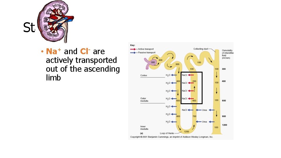 Stage 1 • Na+ and Cl- are actively transported out of the ascending limb