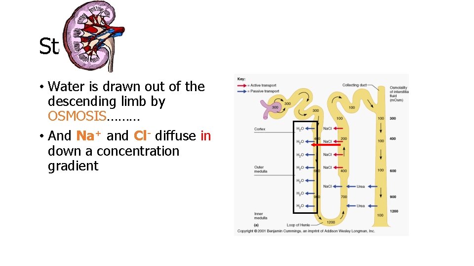 Stage 3 • Water is drawn out of the descending limb by OSMOSIS……… •