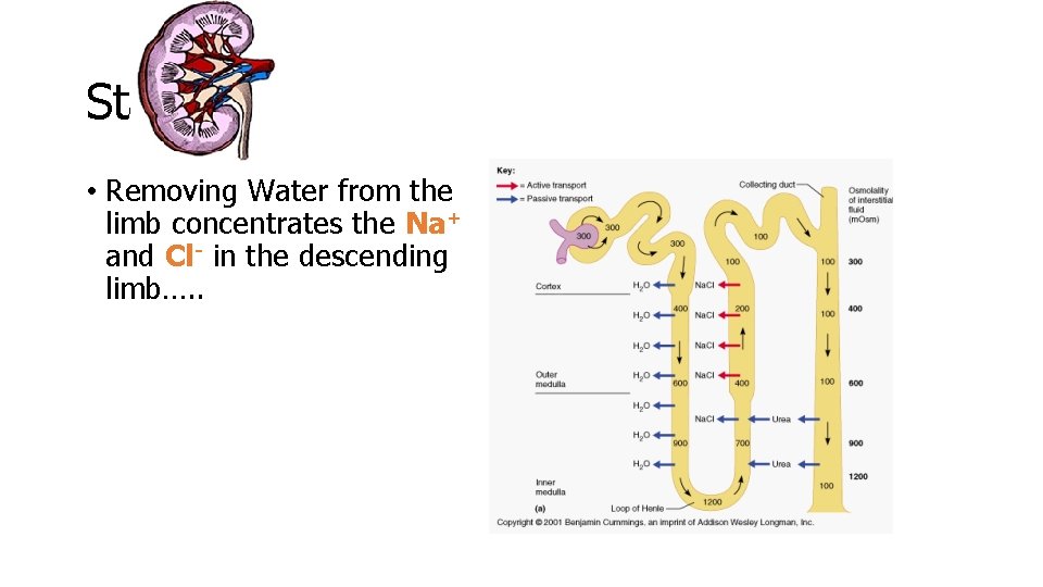 Stage 4 • Removing Water from the limb concentrates the Na+ and Cl- in