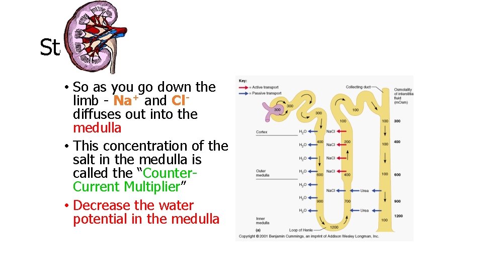 Stage 5 • So as you go down the limb - Na+ and Cldiffuses