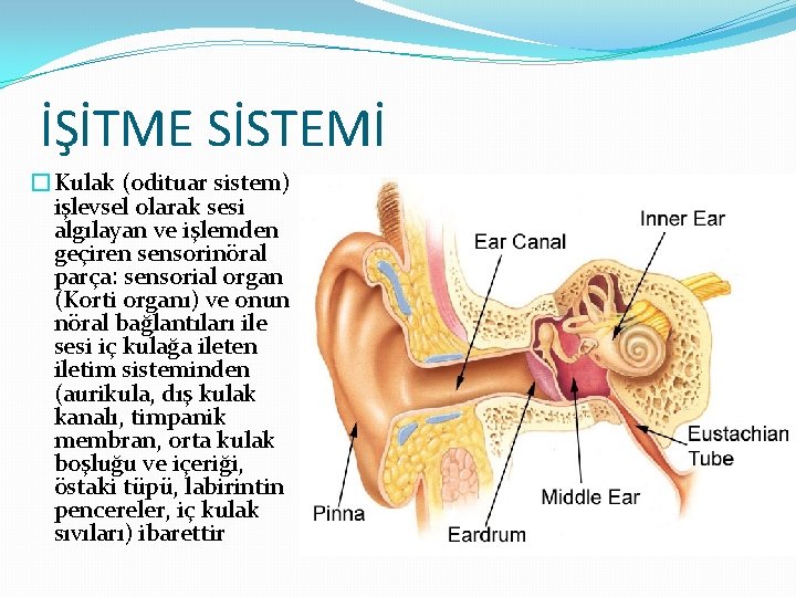 İŞİTME SİSTEMİ �Kulak (odituar sistem) işlevsel olarak sesi algılayan ve işlemden geçiren sensorinöral parça: