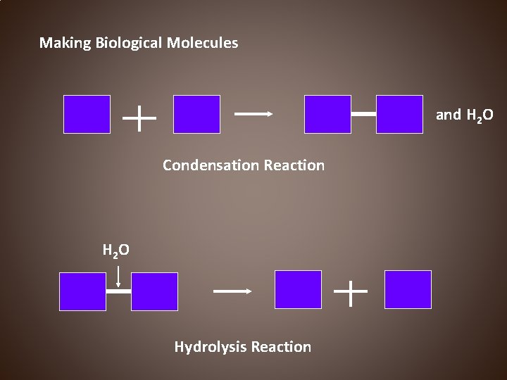 Making Biological Molecules and H 2 O Condensation Reaction H 2 O Hydrolysis Reaction