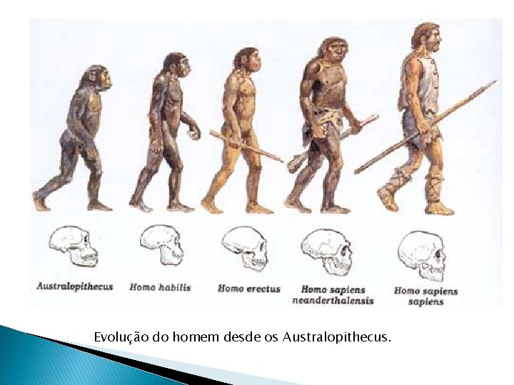Foram encontrados os mais antigos fsseis de ancestrais