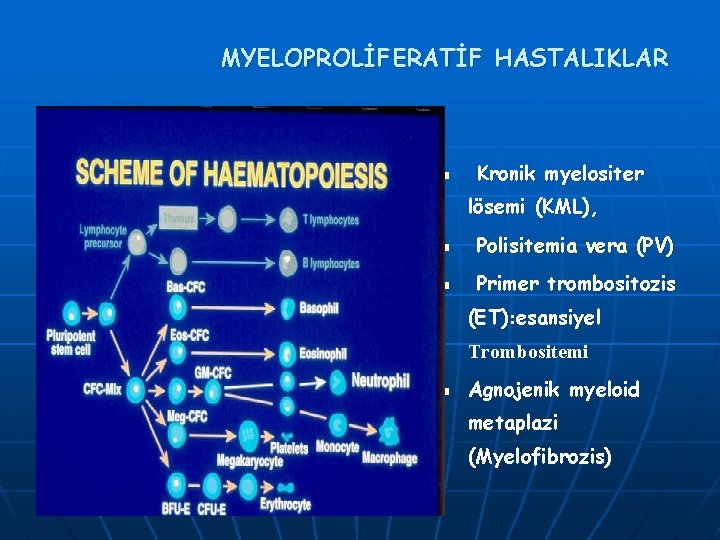 MYELOPROLİFERATİF HASTALIKLAR n Kronik myelositer lösemi (KML), n Polisitemia vera (PV) n Primer trombositozis