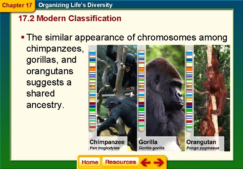 Chapter 17 Organizing Life’s Diversity 17. 2 Modern Classification § The similar appearance of