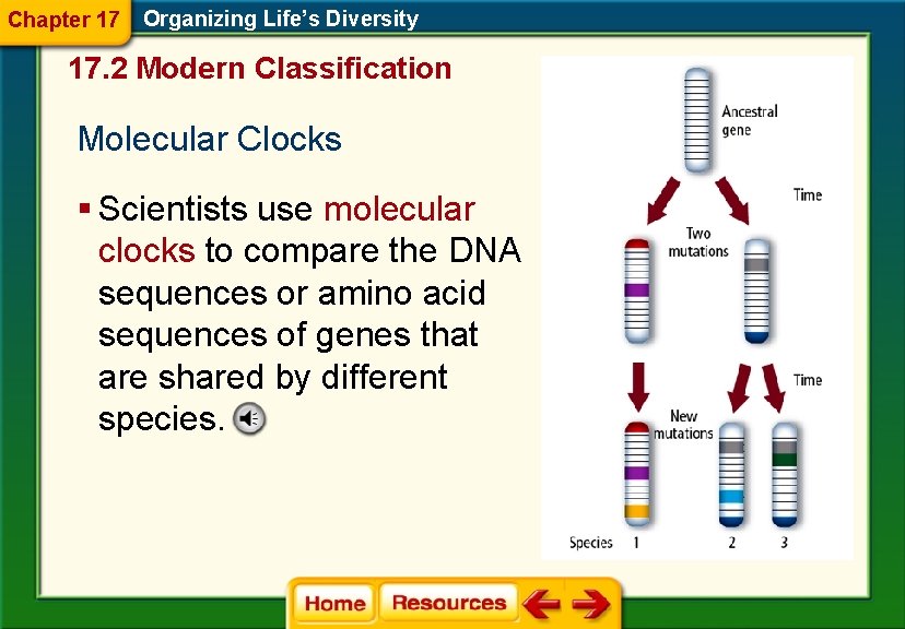 Chapter 17 Organizing Life’s Diversity 17. 2 Modern Classification Molecular Clocks § Scientists use