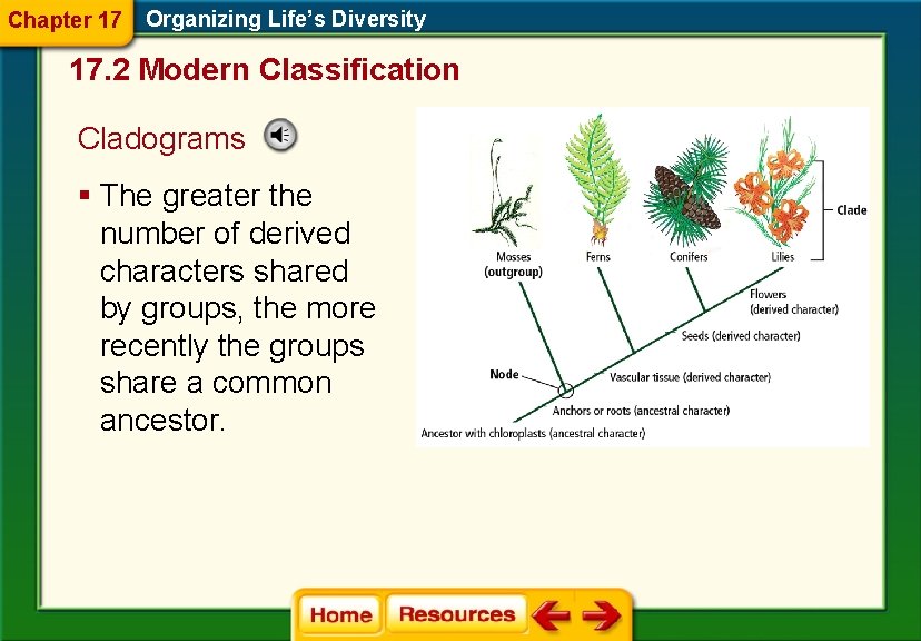 Chapter 17 Organizing Life’s Diversity 17. 2 Modern Classification Cladograms § The greater the