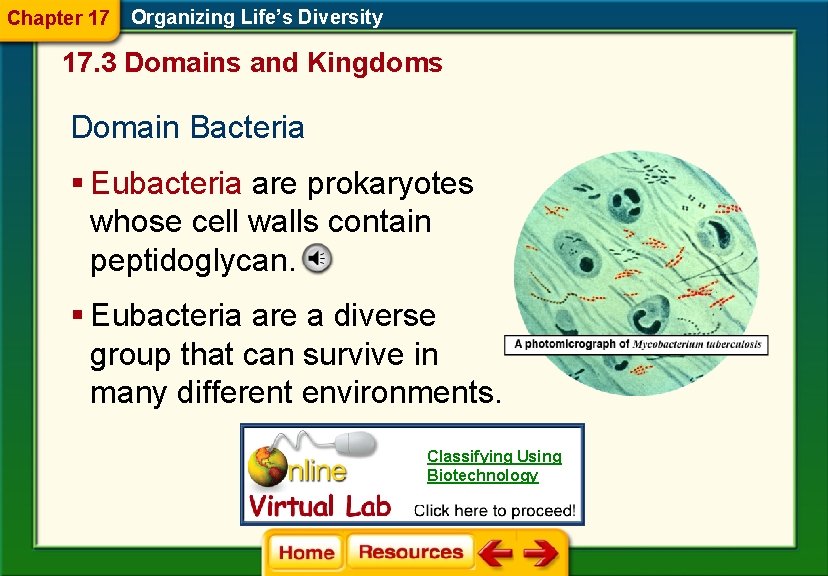 Chapter 17 Organizing Life’s Diversity 17. 3 Domains and Kingdoms Domain Bacteria § Eubacteria Chapter 17 Organizing Life’s Diversity 17. 3 Domains and Kingdoms Domain Bacteria § Eubacteria