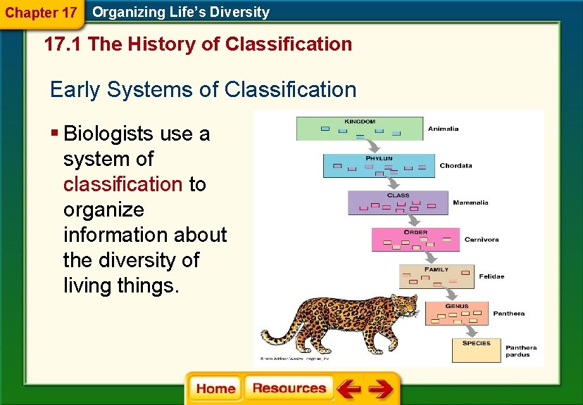 Chapter 17 Organizing Life’s Diversity 17. 1 The History of Classification Early Systems of