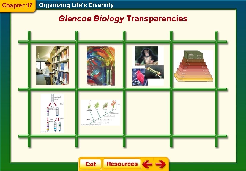 Chapter 17 Organizing Life’s Diversity Glencoe Biology Transparencies 