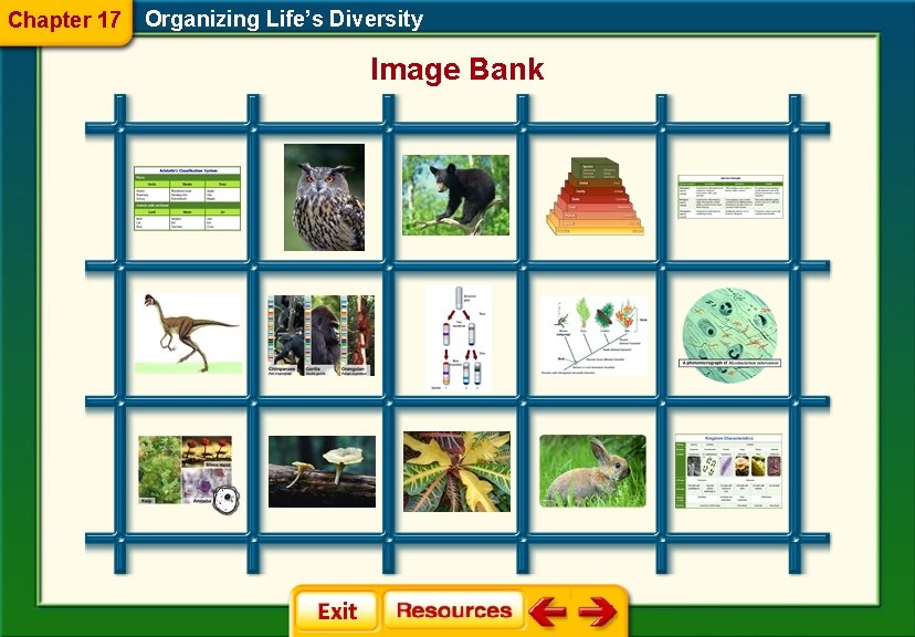 Chapter 17 Organizing Life’s Diversity Image Bank 