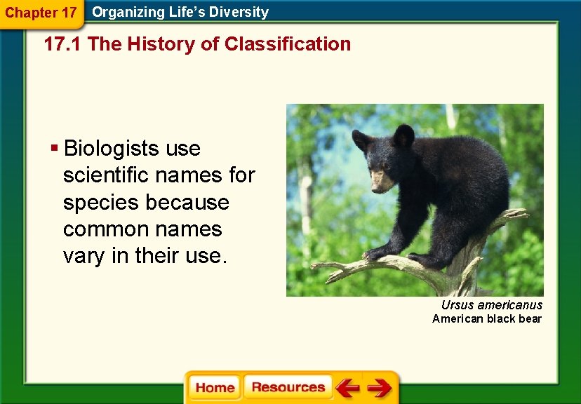 Chapter 17 Organizing Life’s Diversity 17. 1 The History of Classification § Biologists use Chapter 17 Organizing Life’s Diversity 17. 1 The History of Classification § Biologists use