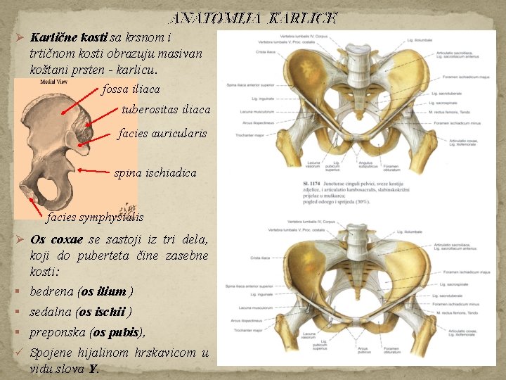 ANATOMIJA KARLICE Ø Karlične kosti sa krsnom i trtičnom kosti obrazuju masivan koštani prsten