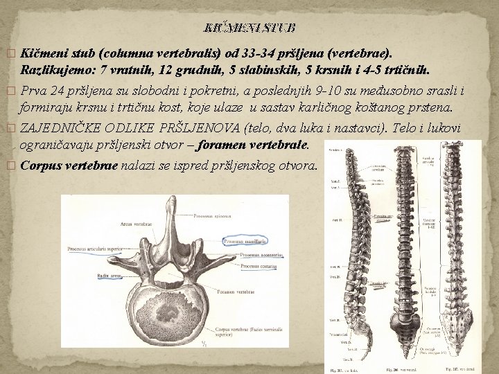 KIČMENI STUB � Kičmeni stub (columna vertebralis) od 33 -34 pršljena (vertebrae). Razlikujemo: 7