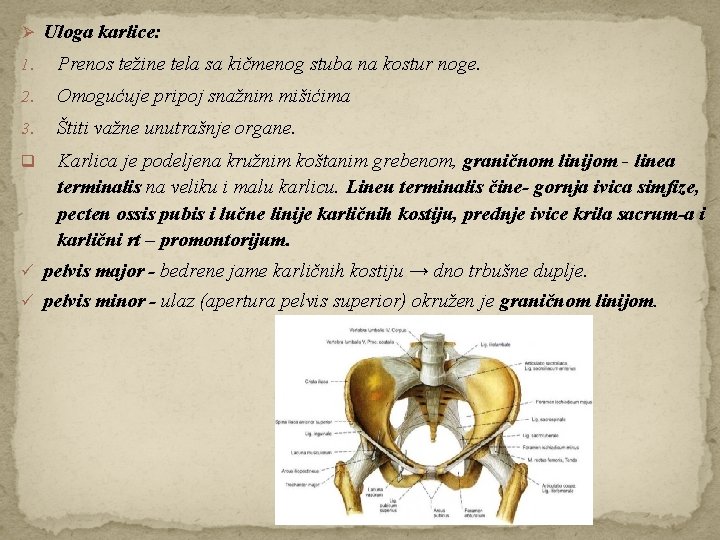 Ø Uloga karlice: 1. Prenos težine tela sa kičmenog stuba na kostur noge. 2.